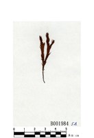 藏品(疣小金髮苔)的圖片